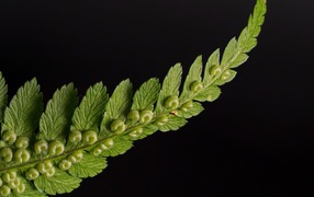Green fern leaf on black background