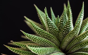 Большое зеленое комнатное растение на черном фоне