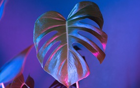 Large green leaf on blue background