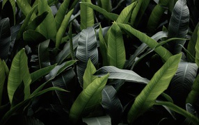 Большие зеленые листья крупным планом