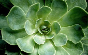 Многолетний зеленый цветок молодило крупным планом 