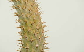 Sharp spines of a cactus close up