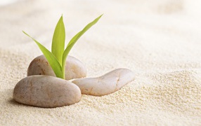 Росток пробивается сквозь камни на песке 