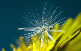White dandelion seeds in dew drops close up