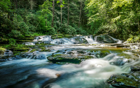 Быстрая река стекает по камням в лесу 