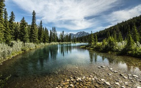 Мелкая река у хвойного леса под красивым небом