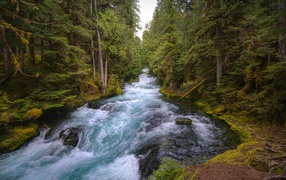 Быстрая холодная река в лесу 