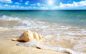 A large white shell lies on the white sand in the foam