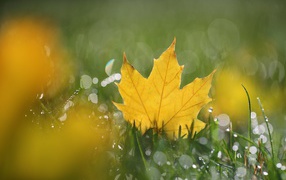 Оранжевый кленовый лист лежит на зеленой траве 