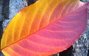 Красивый осенний лист крупным планом