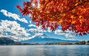 Ветка дерева с оранжевыми листьями на фоне горы 