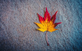 Яркий опавший лист на камне осенью 