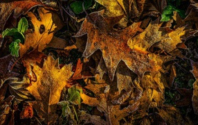 Первые заморозки на опавших желтых листьях 