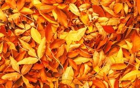 Много опавших осенних листьев крупным планом