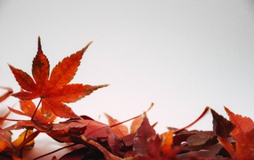 Оранжевые опавшие листья на сером фоне