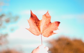 Оранжевый лист в руке на фоне голубого неба 