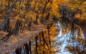 Тихая река в осеннем лесу 