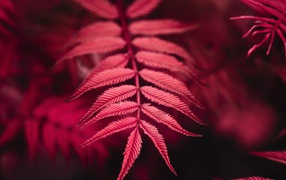 Красный осенний лист папоротника 