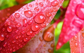 Красные осенние листья в каплях дождя 