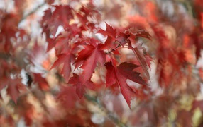 Красные кленовые листья на ветках дерева 