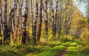 Дорога в березовой роще осенью 