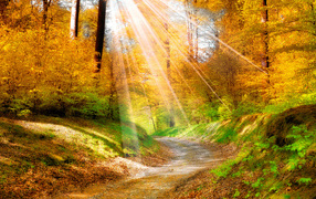 Яркое солнце пробивается сквозь ветки деревьев с желтыми листьями