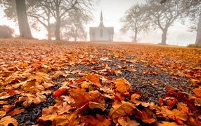 Земля покрыта сухими опавшими листьями