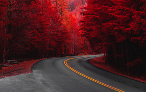 Деревья с красными листьями у дороги осенью 