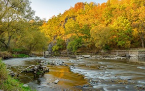 Деревья с желтыми листьями у реки осенью 
