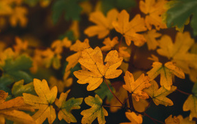 Желтые осенние листья на ветках крупным планом