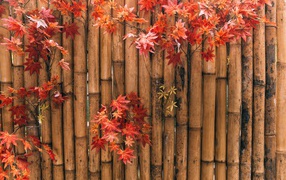 Желтые листья на ограждении из бамбука осенью 