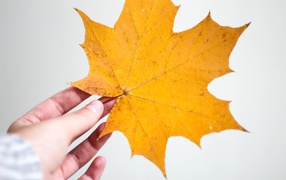 Желтый кленовый лист в руке на сером фоне