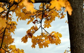 Желтые кленовые листья на дереве