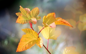 Желтые листья малины в лучах солнца 