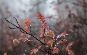 Желтые листья рябины на мокрой ветке 