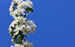 Beautiful white cherry flowers on a branch against the sky