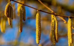 Березовые сережки на ветке в лучах солнца
