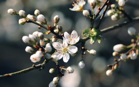 Blooming plum branch in spring