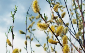 Blooming pussy willow branch in spring