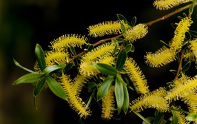 Цветущая ветка вербы весной крупным планом