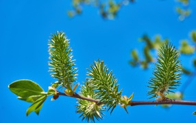 Ветка дерева с колючками на фоне голубого неба 