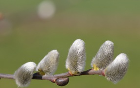 Ветка с серыми пушистыми котиками крупным планом