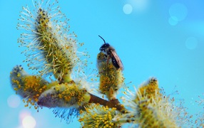 Пушистые цветы котики на ветках на голубом фоне