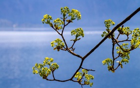 Зеленая ветка на фоне голубого неба весной