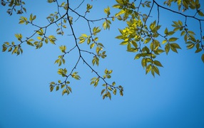 Green tree branches against blue sky