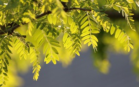 Зеленые молодые листья акации на ветке дерева