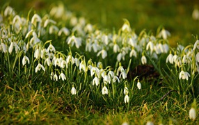 Many small white snowdrops on green grass in spring