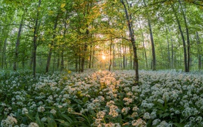 Много белых цветов в весеннем лесу в лучах солнца