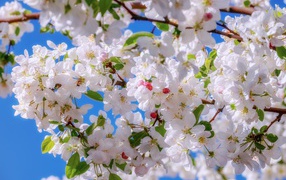 Много белых цветов на яблоне весной 