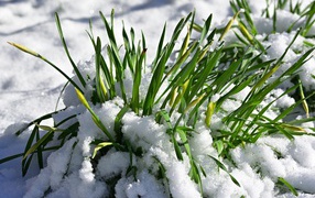 March snow covered a green daffodil bush